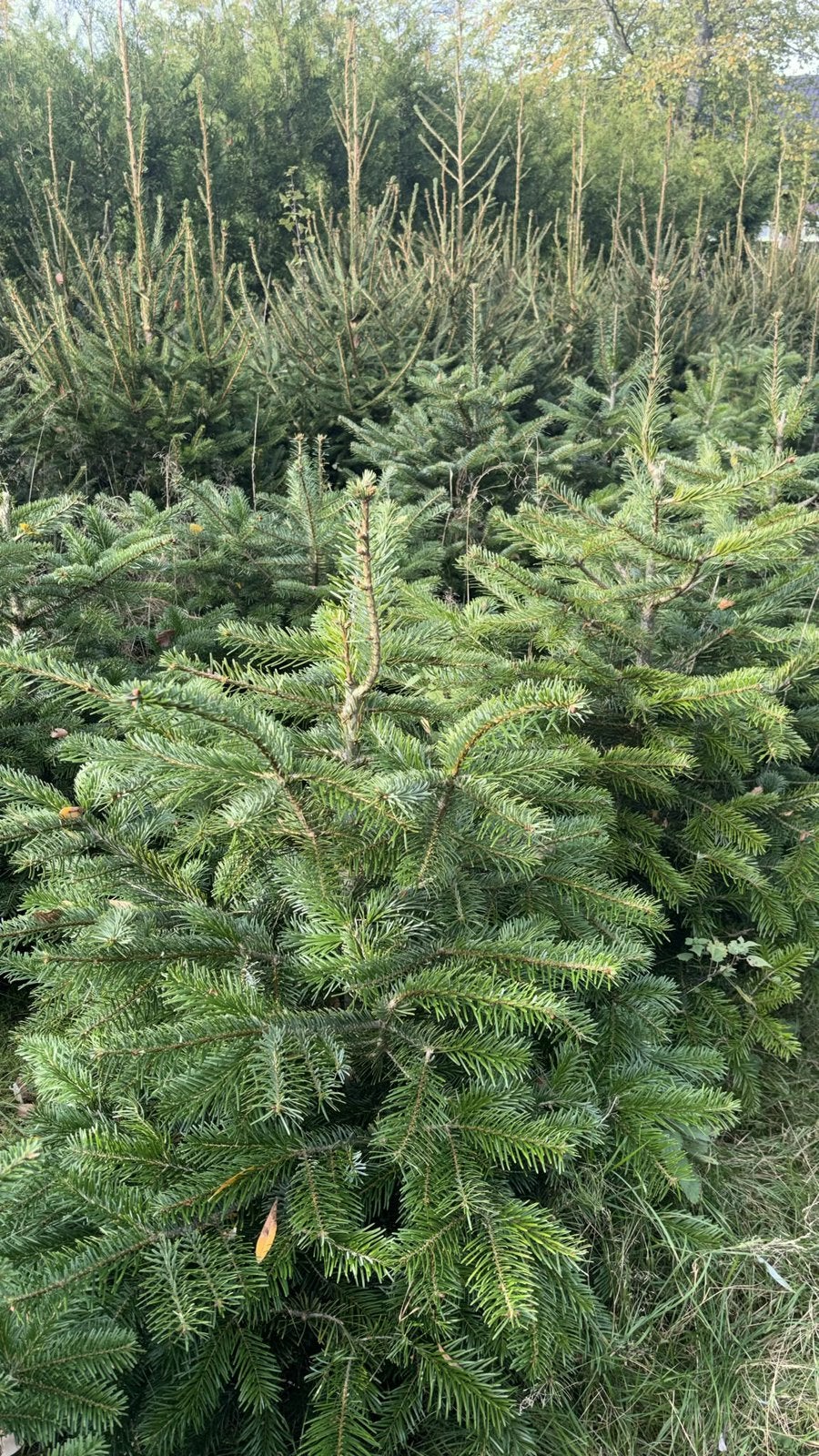 Nordmann kerstbomen, Tuin en Terras, Overige soorten, 100 tot 250 cm, Zomer, Ophalen