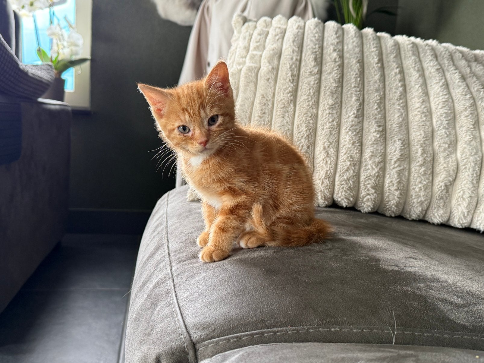Rode kittens 1 poesje en 1 kater  nog beschikbaar!, Meerdere dieren, Kortharig, 0 tot 2 jaar