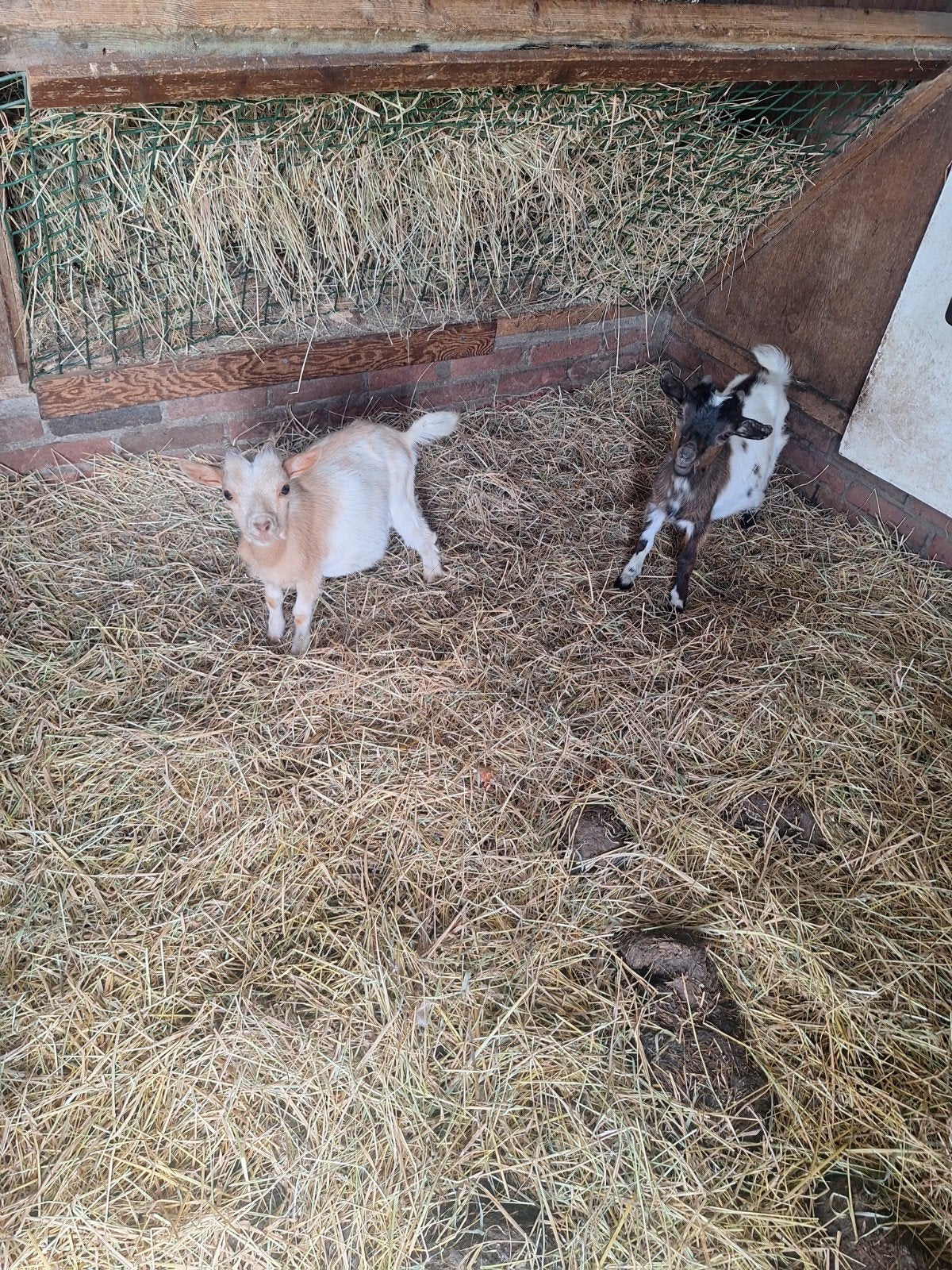 2 dwerg bokjes, Dieren en Toebehoren, Mannelijk, Geit