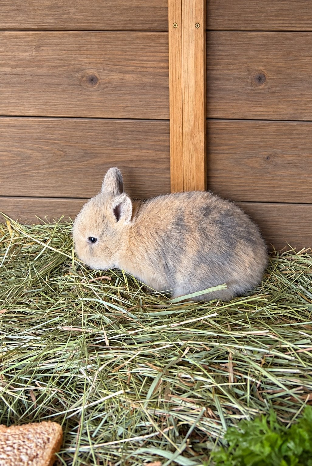 Leeuwenkopje x minilop dwergkonijntje, Dieren en Toebehoren, Mannelijk, Dwerg