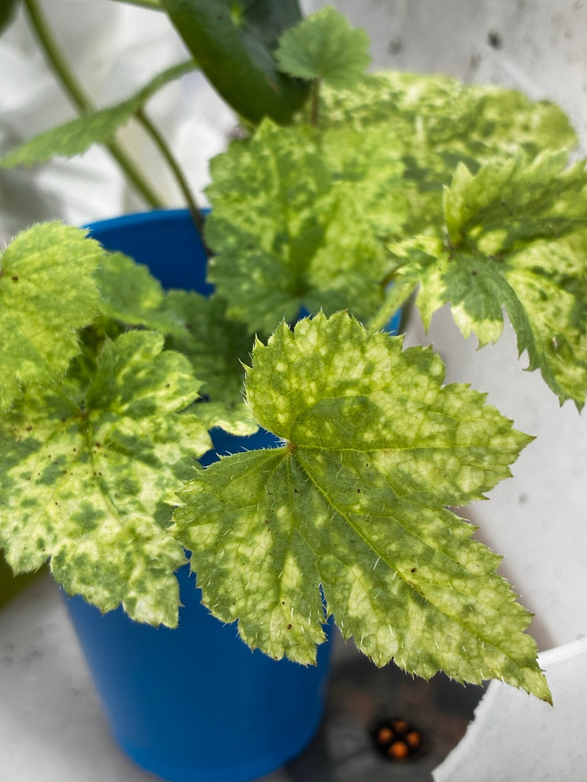 Stekjes Tolmiea Menziesii | Kindje op Moederschoot, Ophalen of Verzenden, Halfschaduw, Minder dan 100 cm