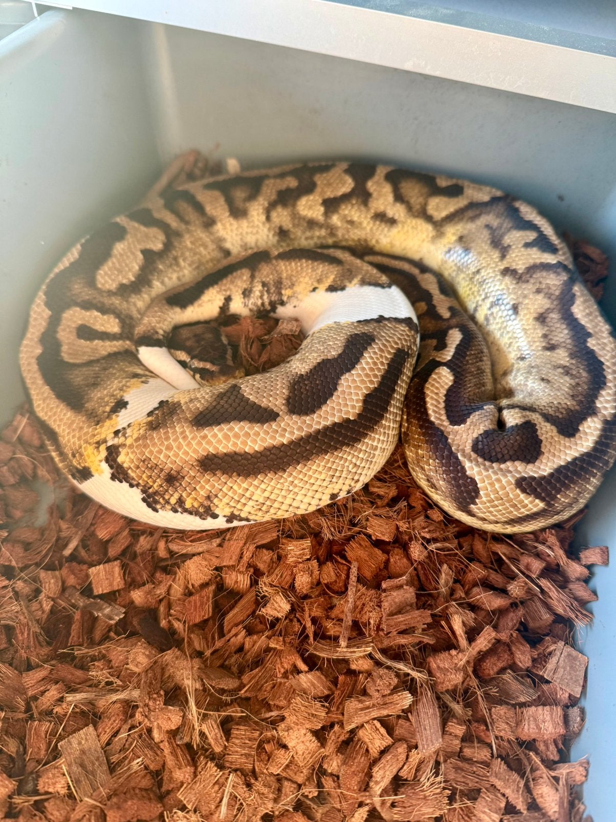 Combi deal! Ball Python Python Regius Ball Python photo 2