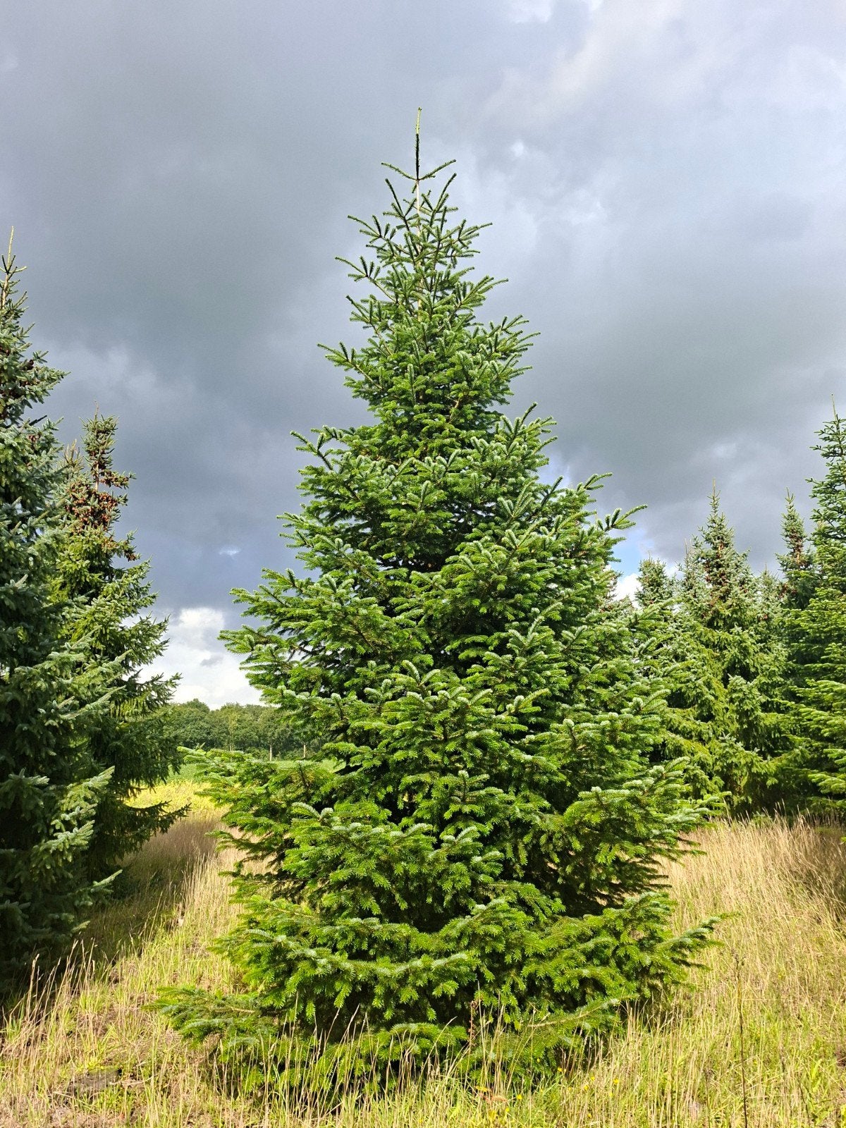Foto 4 van Nordmann kerstbomen te koop 5 - 8 meter