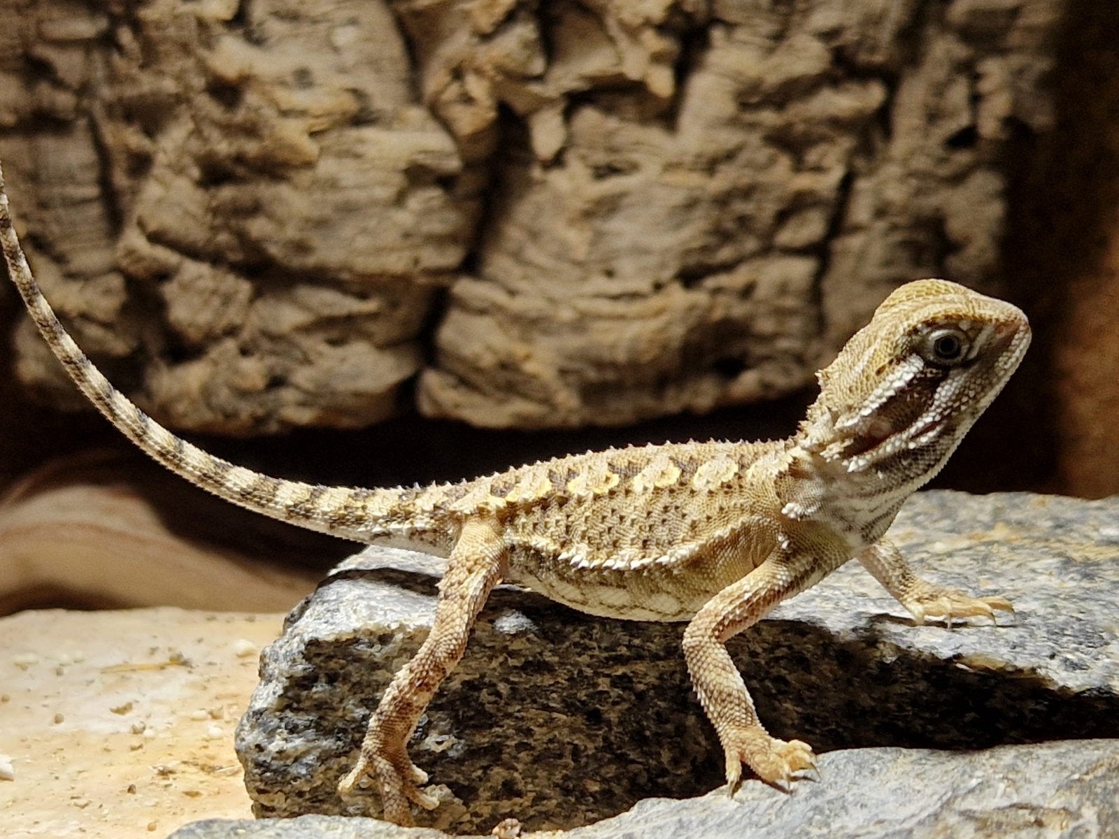 Nakweek Dwerg Baardagaam / Pogona Henrylawsoni