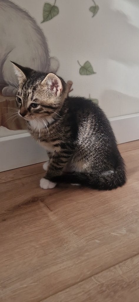 kitten, Meerdere dieren, Kortharig, 0 tot 2 jaar