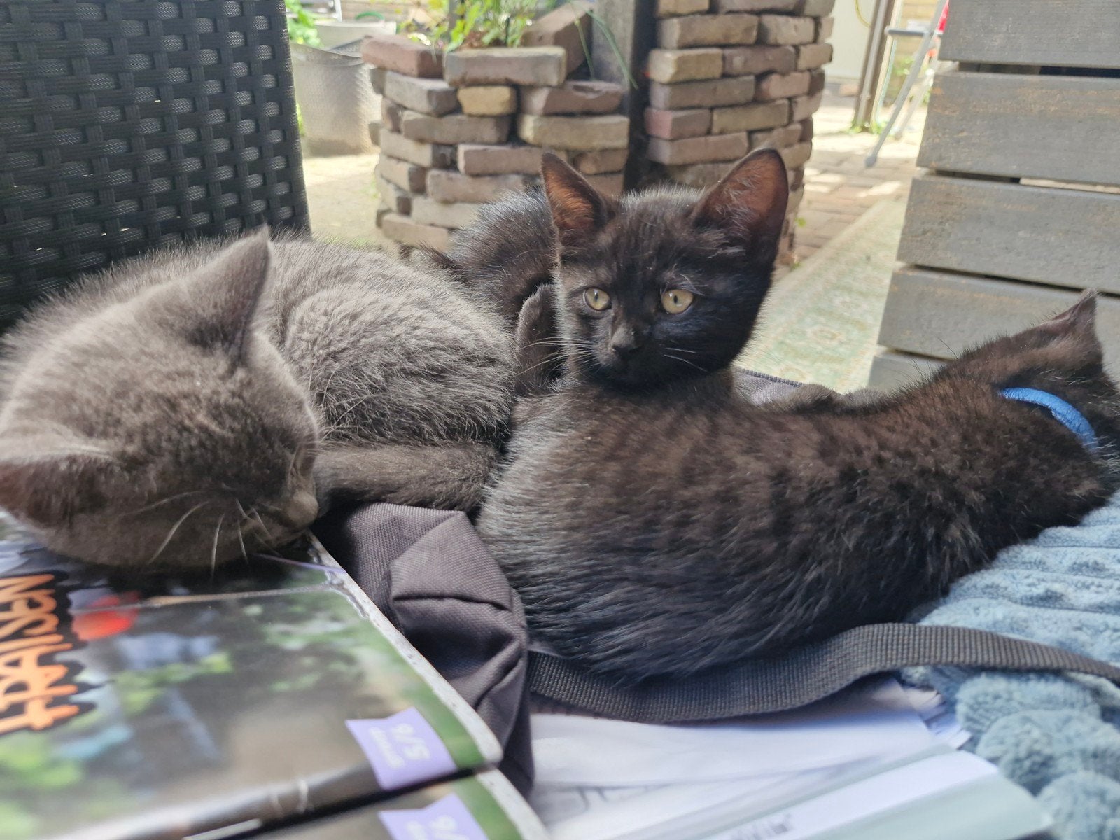 Lieve kittens, Dieren en Toebehoren, Meerdere dieren