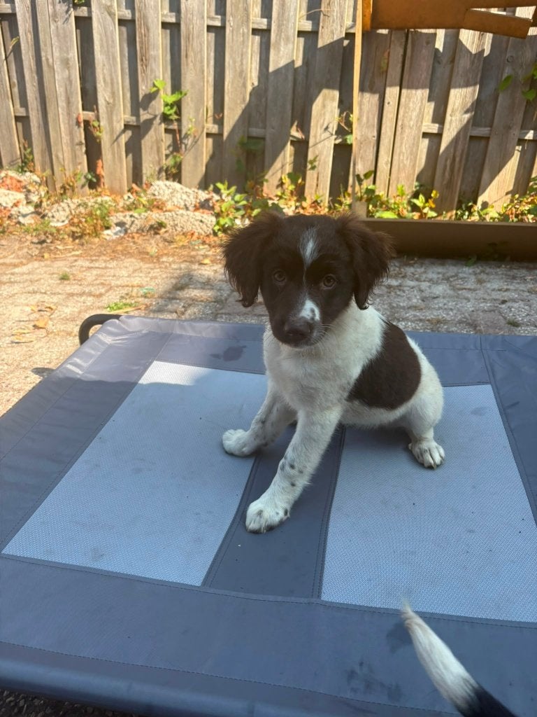 Friese stabij pups, Dieren en Toebehoren, Honden | Niet-rashonden, Parvo, 8 tot 15 weken, Teef, Meerdere