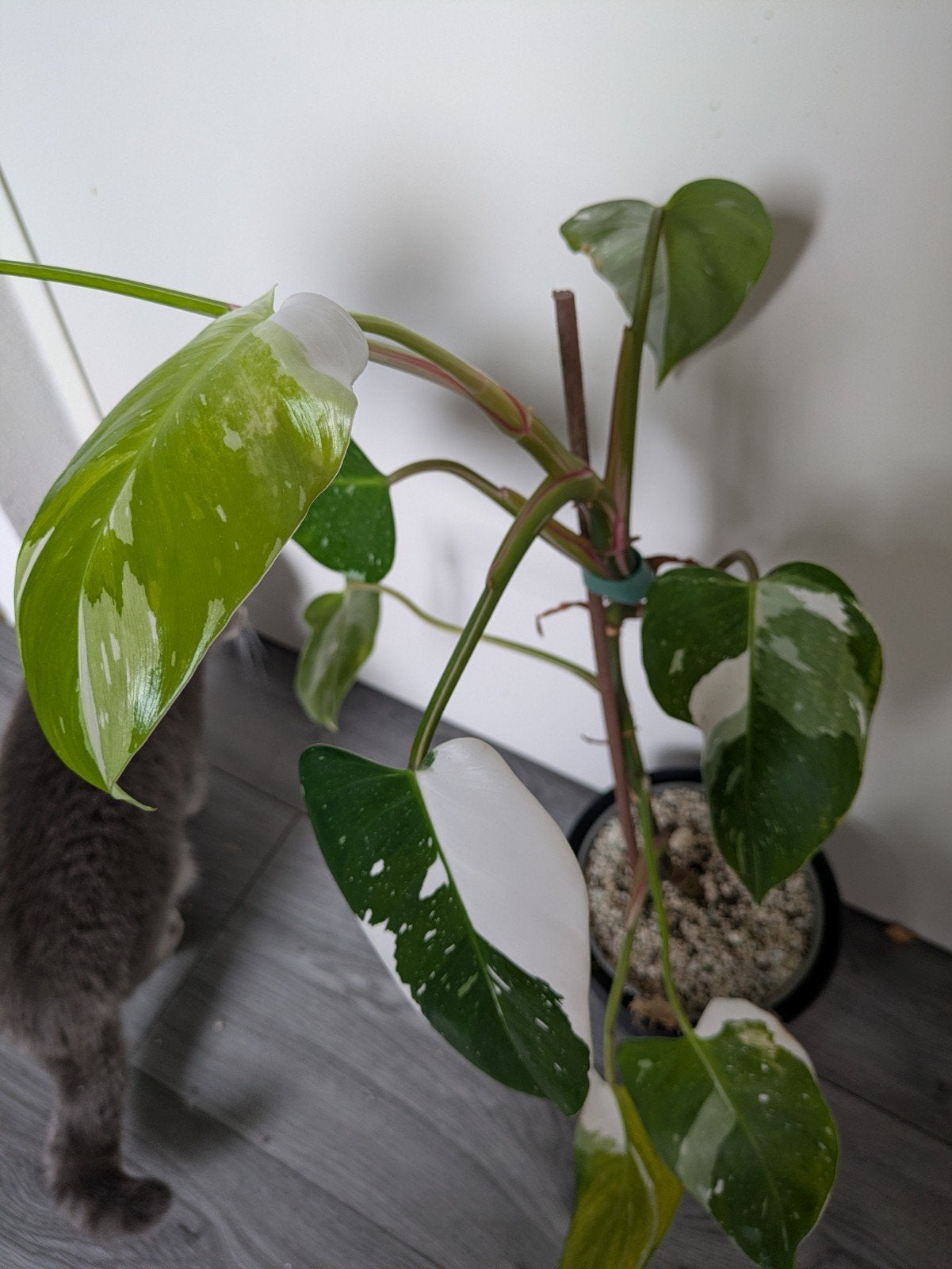 ACTIE Grote Philodendron White Princess plant, Ophalen of Verzenden, Halfschaduw, Minder dan 100 cm