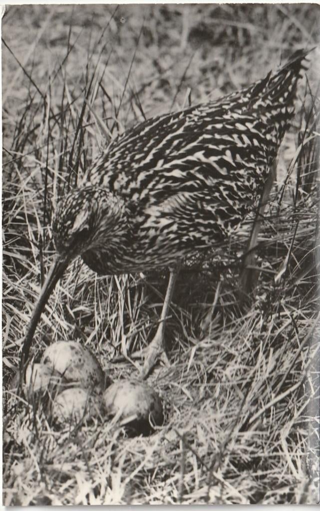 VOGEL WULP TEXEL JAREN 60  ZEER MOOIE OUDE KAART Kl619, Ophalen of Verzenden, 1960 tot 1980, Ongelopen, Overige thema's