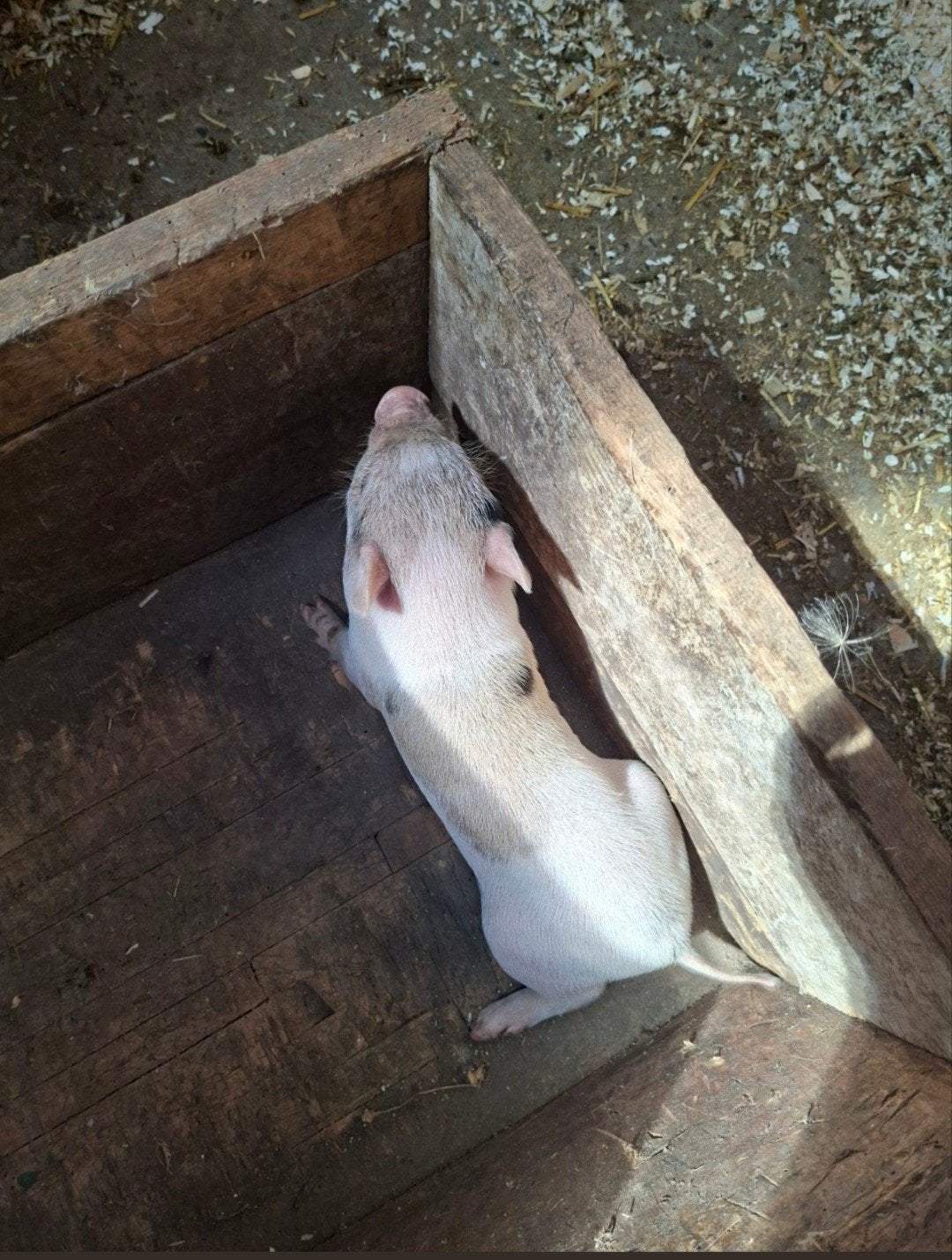 mini varken beertje, Mannelijk, Varken, 0 tot 2 jaar