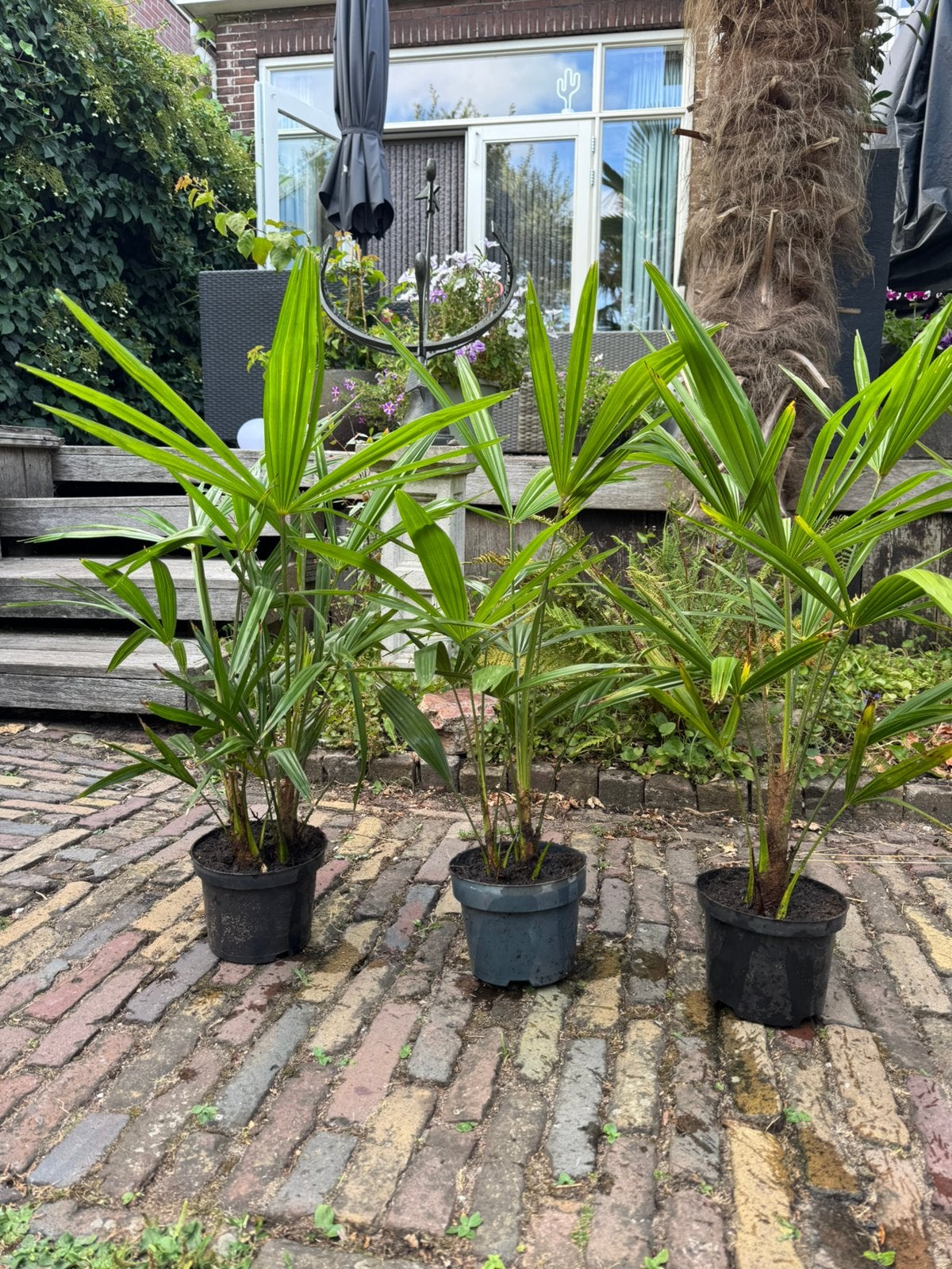 Trachycarpus fortunei palmboom - Winterharde Waaierpalm, Vaste plant, Bloeit niet, Halfschaduw, Ophalen