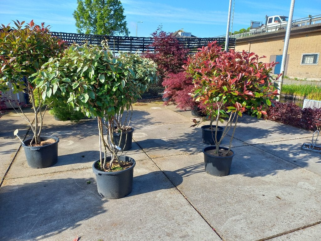 meerstammig Photinia red robin, Elaeagnus, Krentenboom, Berk, Tuin en Terras, Planten | Bomen, Halfschaduw, Overige soorten, Lente