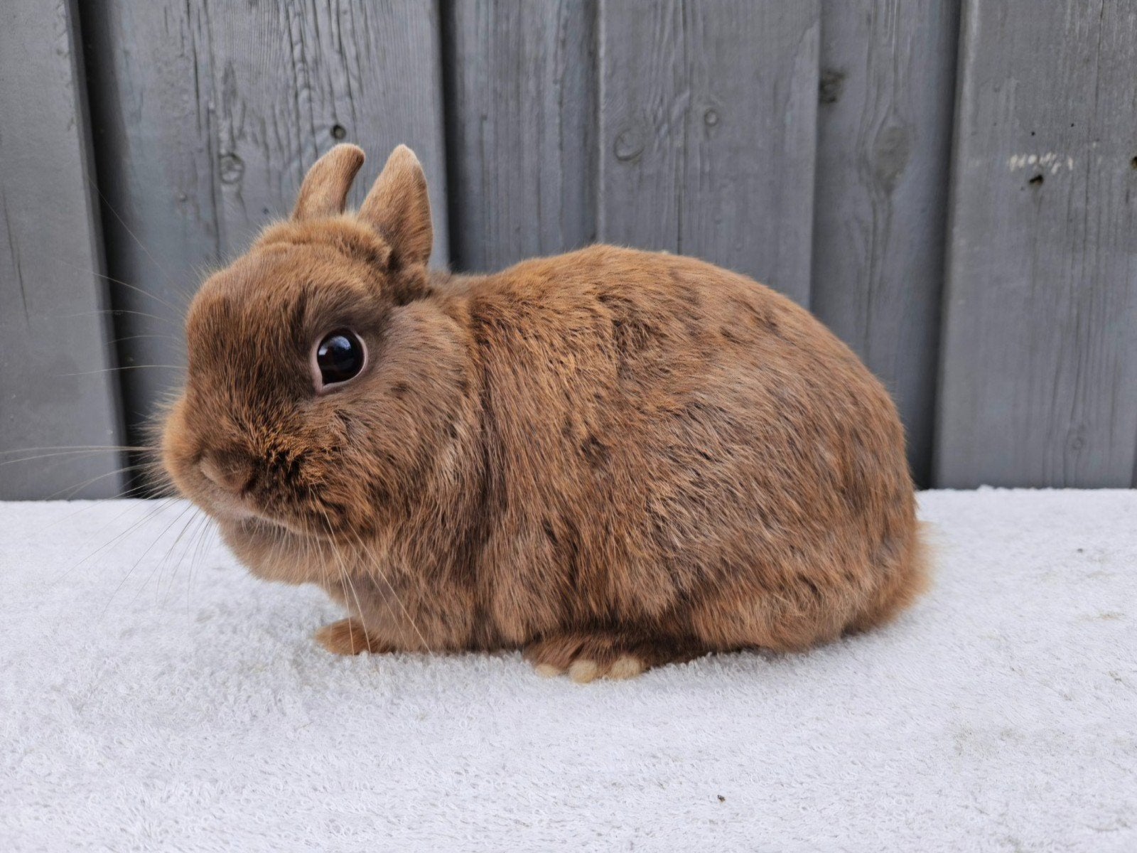 Choco bruine Kleurdwerg voedster, Dieren en Toebehoren, Konijnen, Vrouwelijk, Dwerg