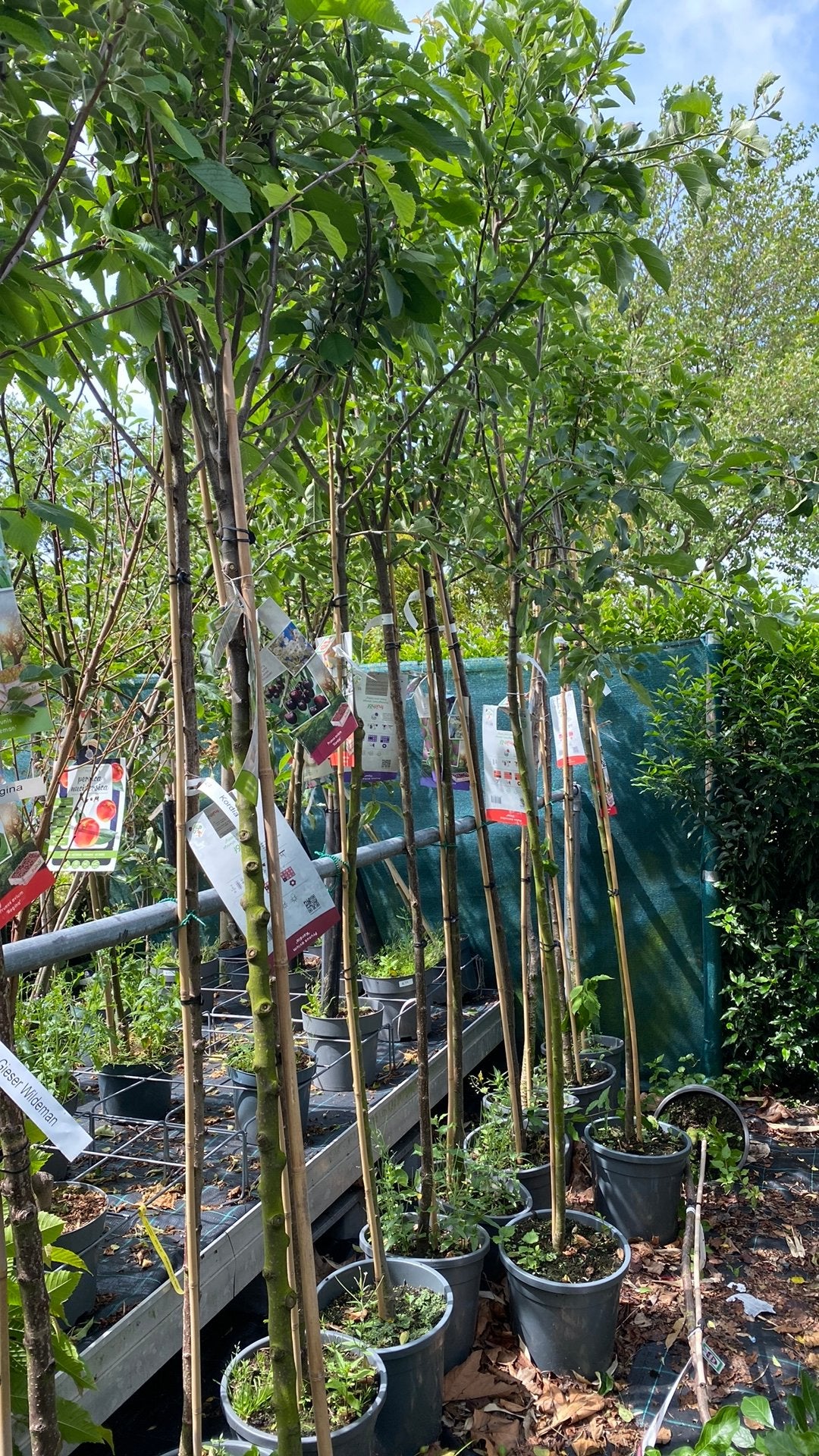 Hoogstam fruitbomen nu van €65 voor €50, Ophalen
