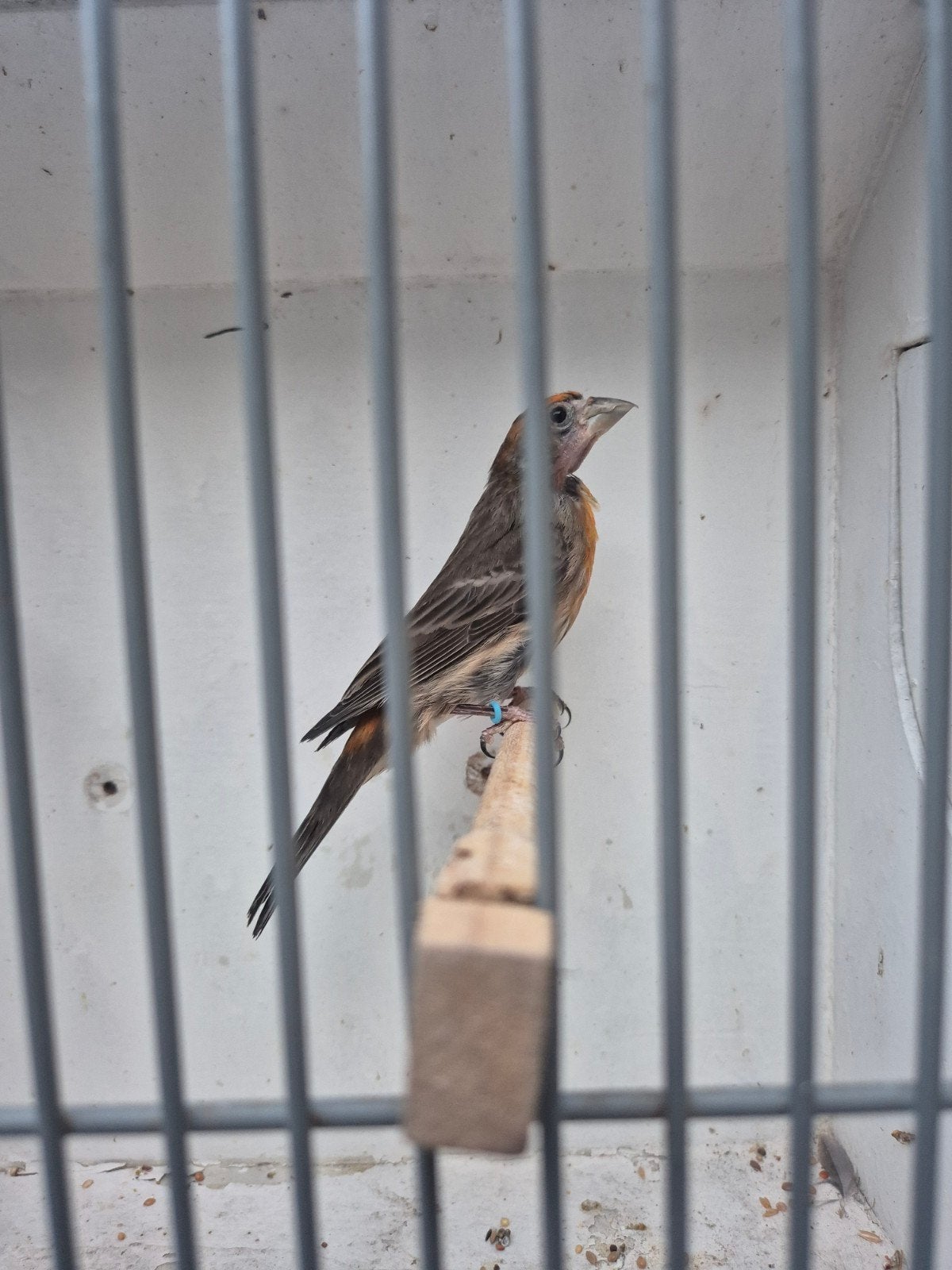 Fiorino kanarie en Mexicaanse Vink, Dieren en Toebehoren, Vogels | Kanaries, Mannelijk, Zangkanarie
