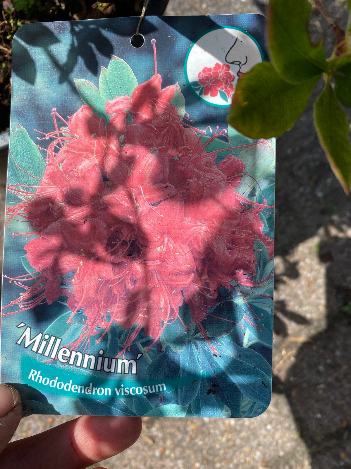 Rhododendron Viscosum 'Millennium' - Prachtige Azalea, Vaste plant, Halfschaduw, Zomer, Ophalen