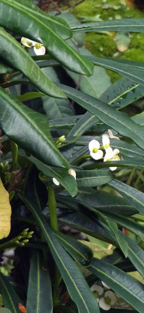 Gezocht: smalbladige Euphorbia lophogona, Tuin en Terras, Ophalen of Verzenden, Volle zon