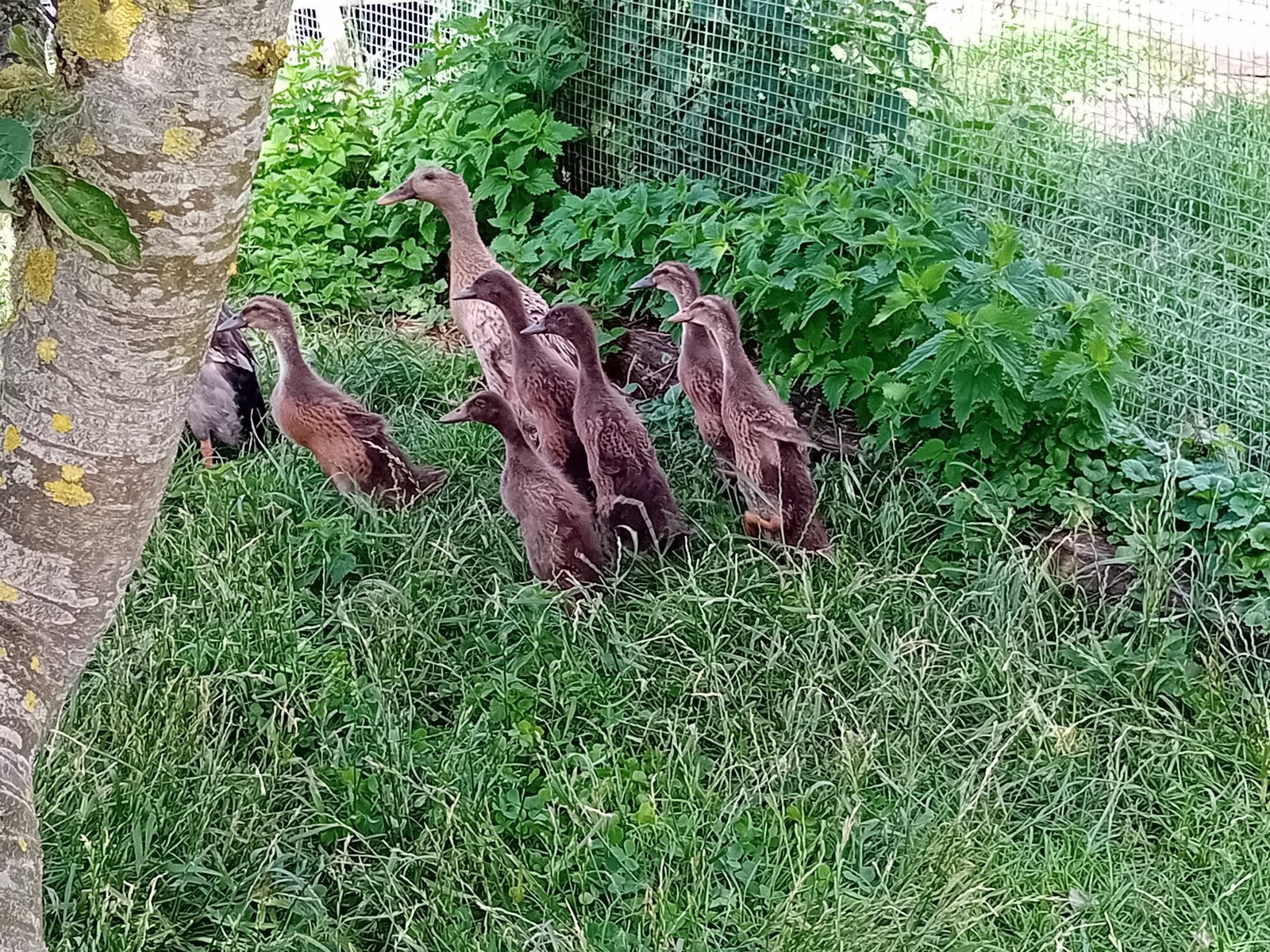 6 jonge Indische loopeenden, Dieren en Toebehoren, Pluimvee, Geslacht onbekend, Eend