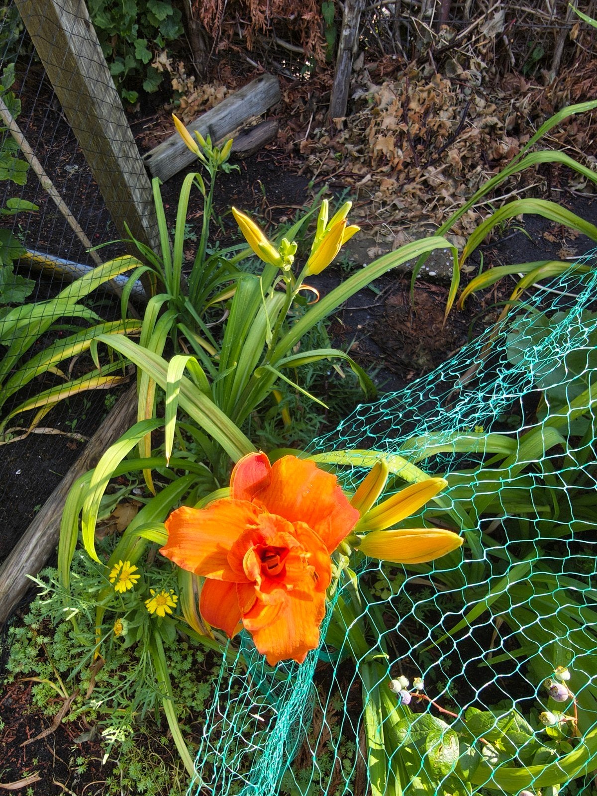 eendagslelie, Tuin en Terras, Planten | Tuinplanten, Ophalen of Verzenden, Volle zon