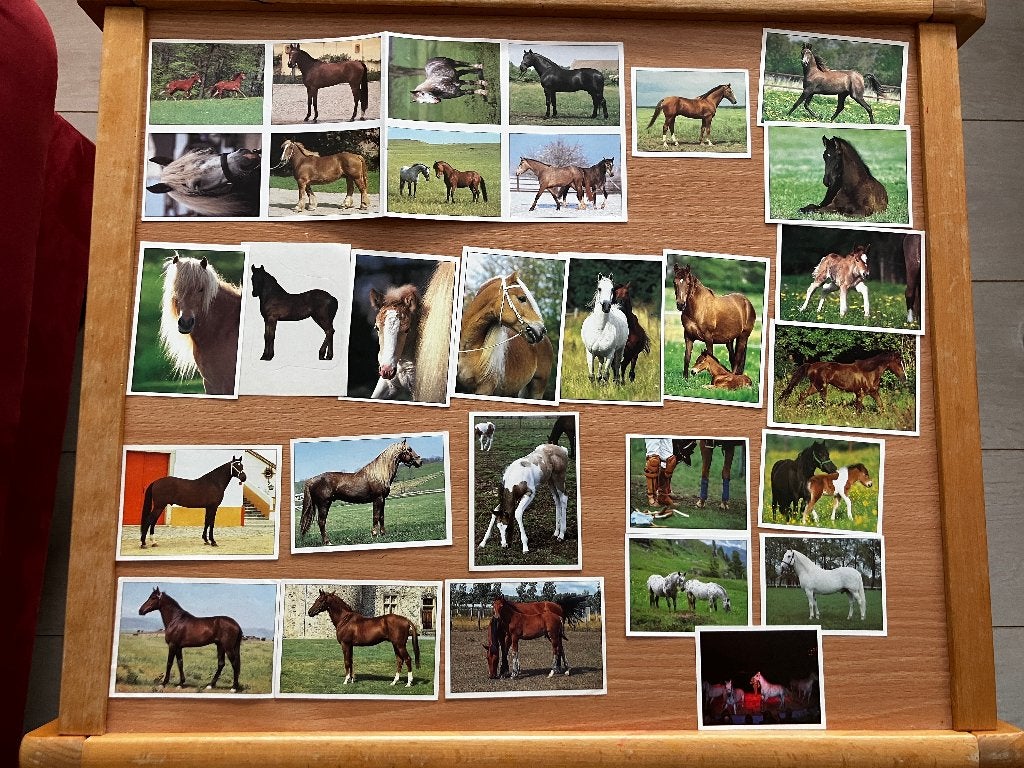 Panini Paarden Stickers / Plaatjes diverse, Ophalen of Verzenden, Zo goed als nieuw, Meerdere stickers