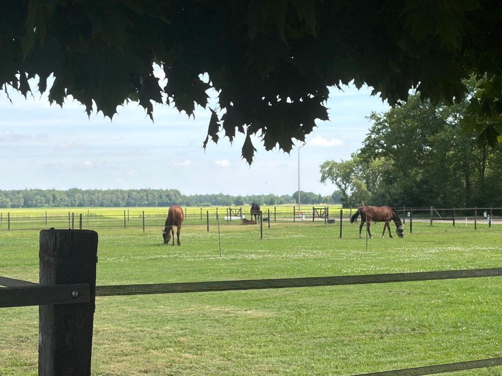 Gezocht: lief (sport)paard of fokmerrie voor 5* huis, Ophalen, Gebruikt, Springen