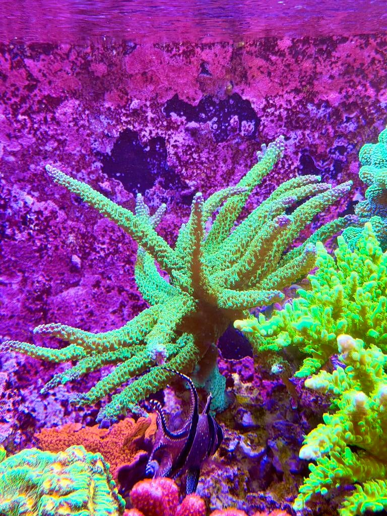2 grote acropora koralen