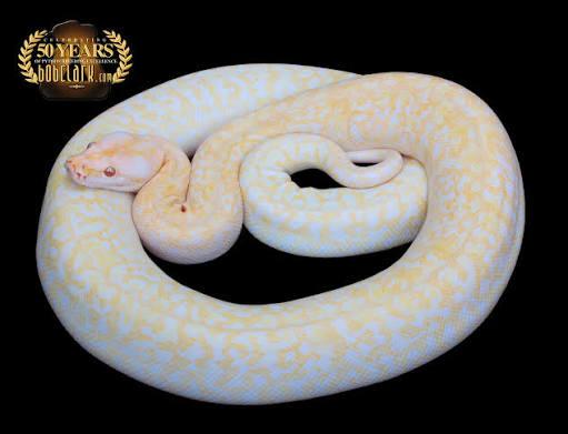 GEZOCHT: Granite tijgerpython, Dieren en Toebehoren, Reptielen en Amfibieën, Slang, 0 tot 2 jaar