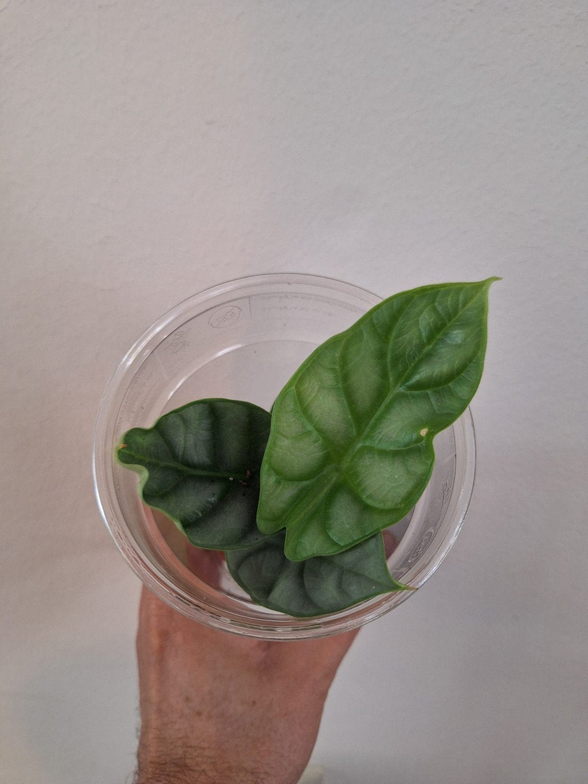Alocasia silver dragon, Huis en Inrichting, Kamerplanten, Ophalen of Verzenden, Halfschaduw, Minder dan 100 cm