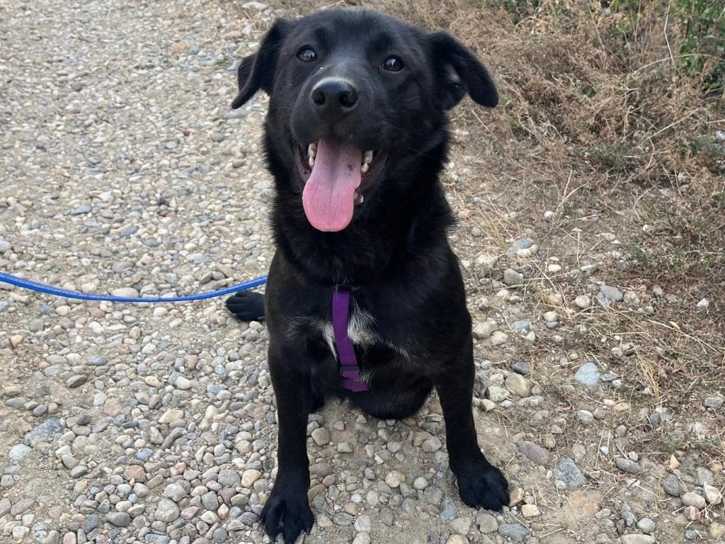 Nicki, een lief, vrolijk hondje wat van knuffelen houdt., Dieren en Toebehoren, Honden | Niet-rashonden, Particulier, 15 weken tot 1 jaar