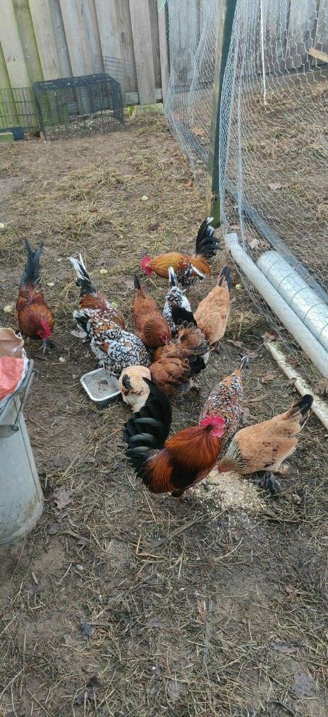 Koppel kippen te koop., Dieren en Toebehoren, Pluimvee, Meerdere dieren, Kip