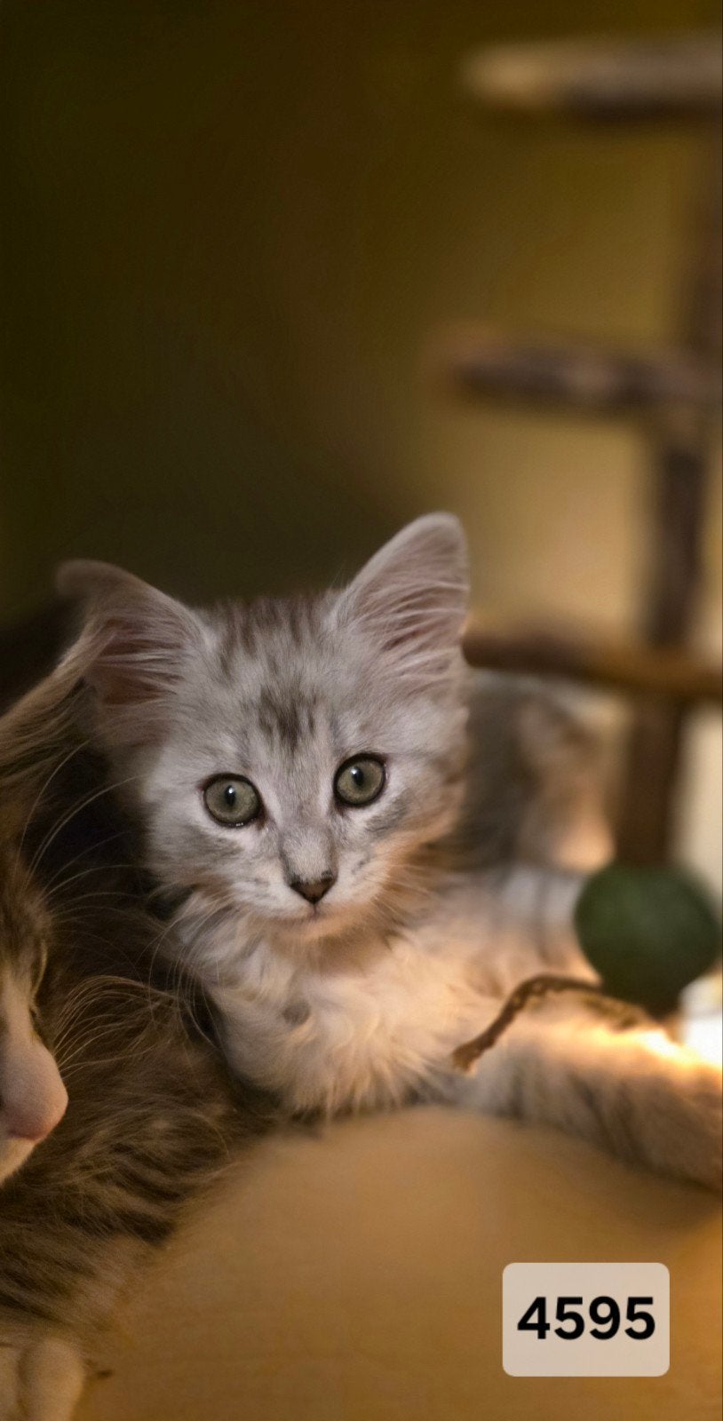 Nog 2 Maine Coon kitten poesjes st.boom, ouders breed getest, Dieren en Toebehoren, Poes, Met stamboom, 0 tot 2 jaar