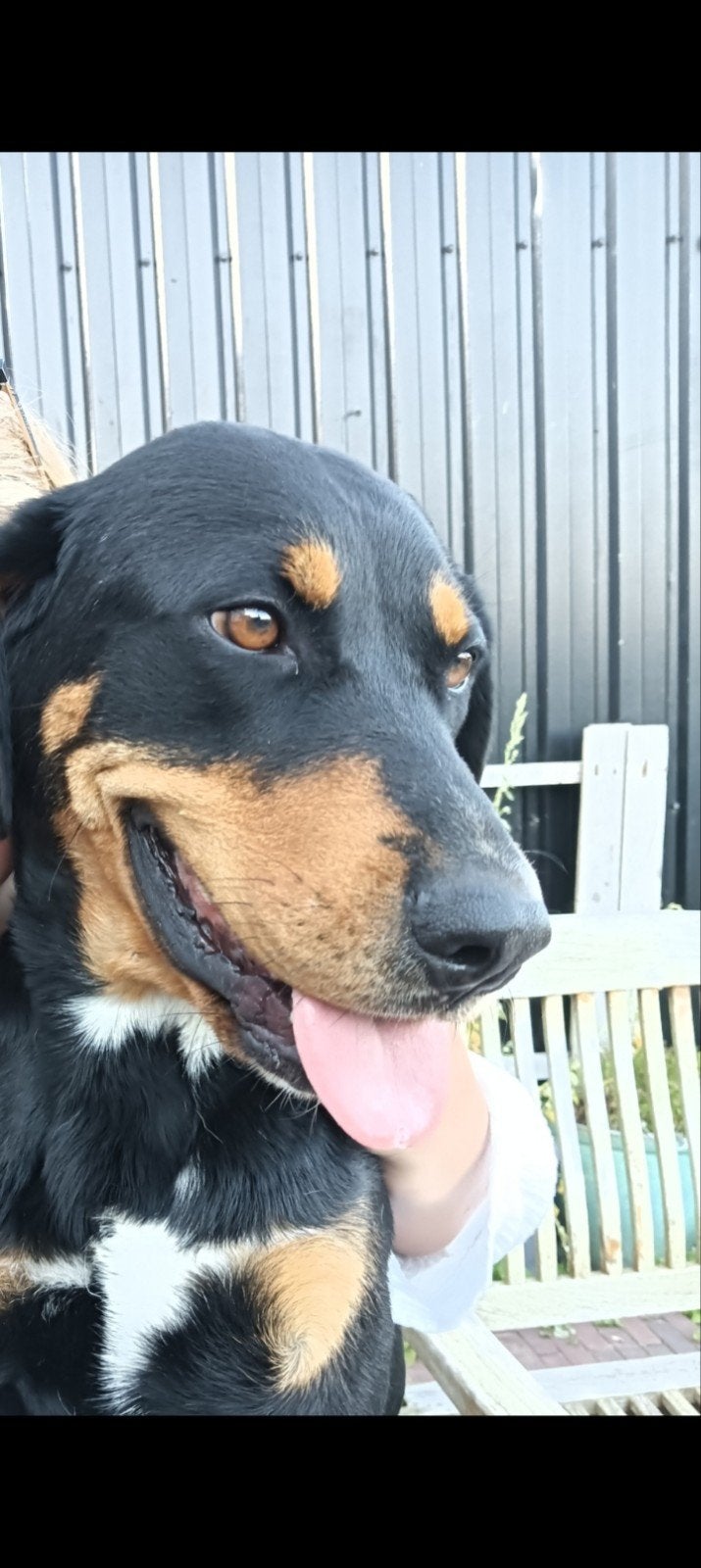 kruising grote Zwitserse Senner, Dieren en Toebehoren, Honden | Niet-rashonden, Teef, Eén hond, 3 tot 5 jaar, Nederland