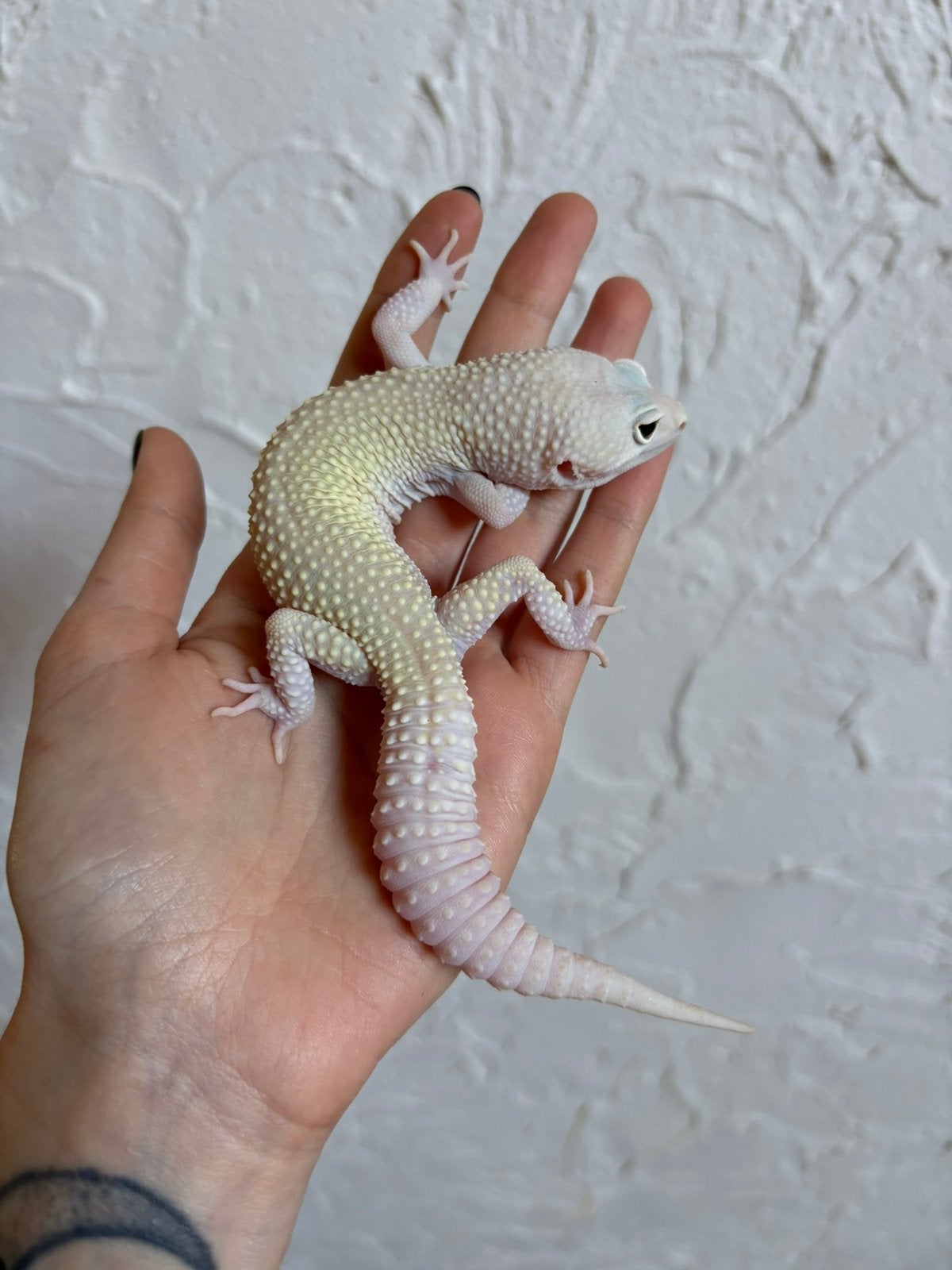 Snowflake luipaardgekko man, Dieren en Toebehoren, Reptielen en Amfibieën, Hagedis, Tam, 0 tot 2 jaar