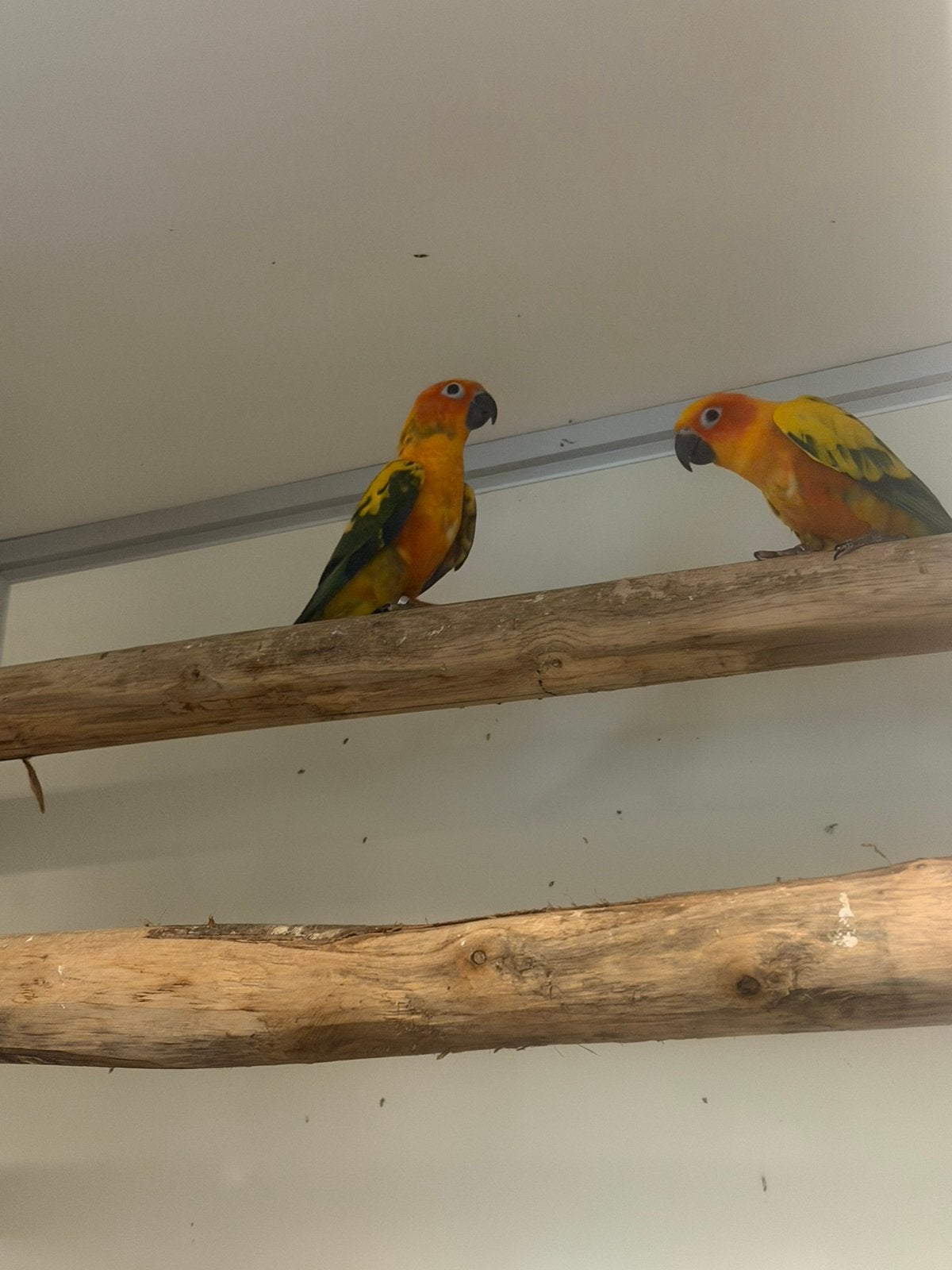Te koop koppel Zonparkieten., Dieren en Toebehoren, Meerdere dieren, Parkiet
