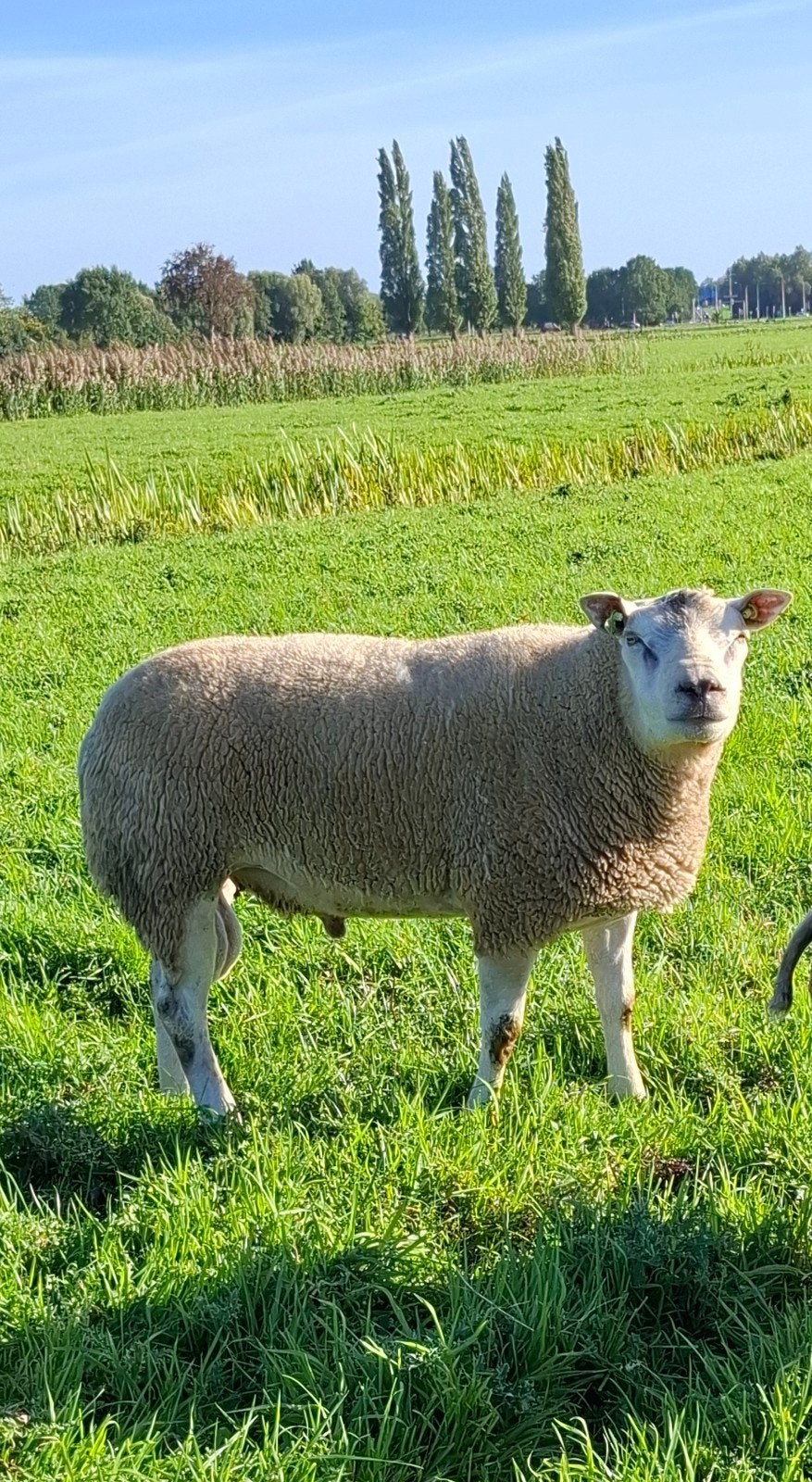 Mooie Luxe Dek Rammen!!, Mannelijk, Schaap