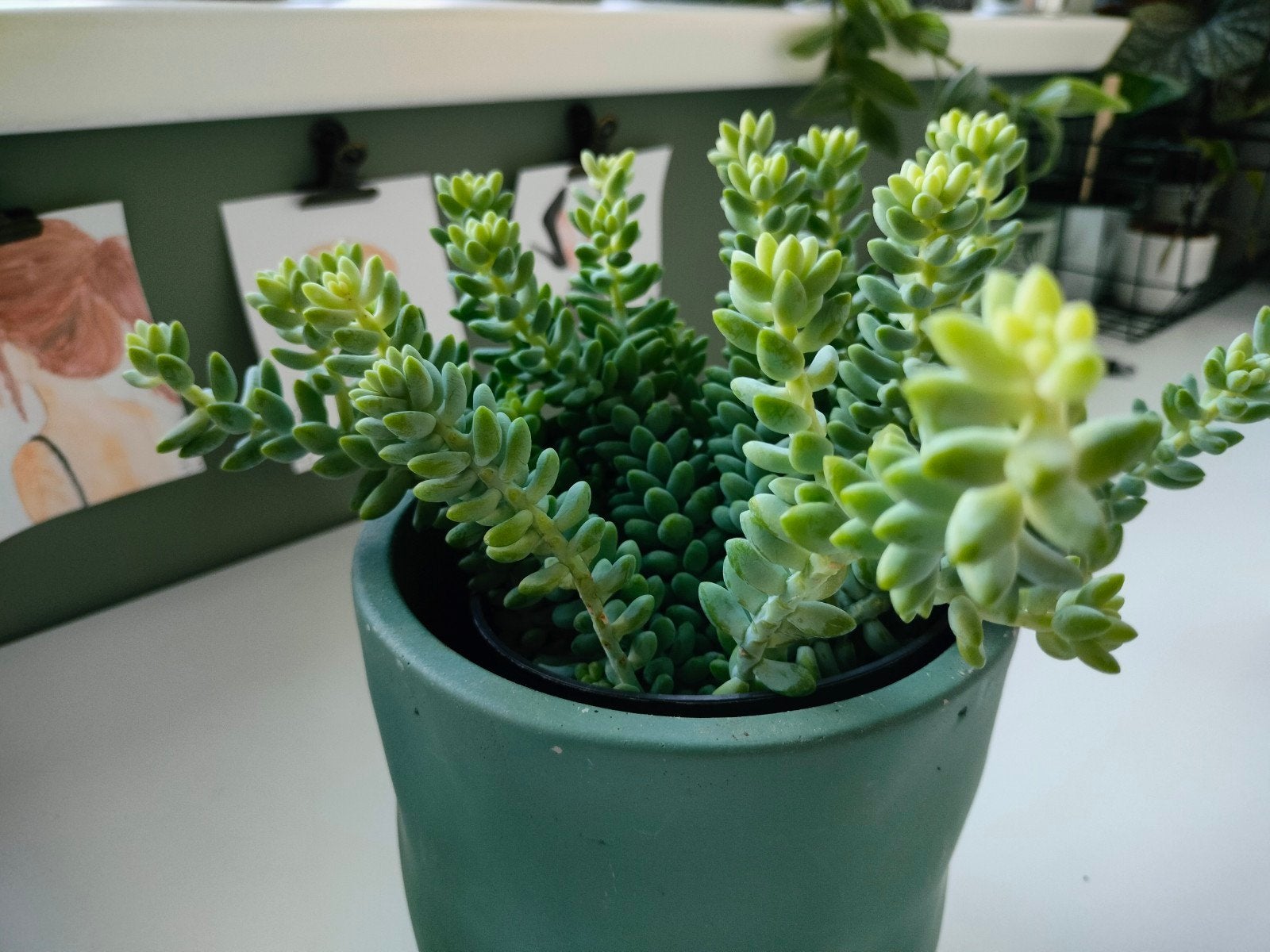 Sedum Burrito stekjes 10 voor 1,50 euro, Ophalen of Verzenden, Halfschaduw, Minder dan 100 cm