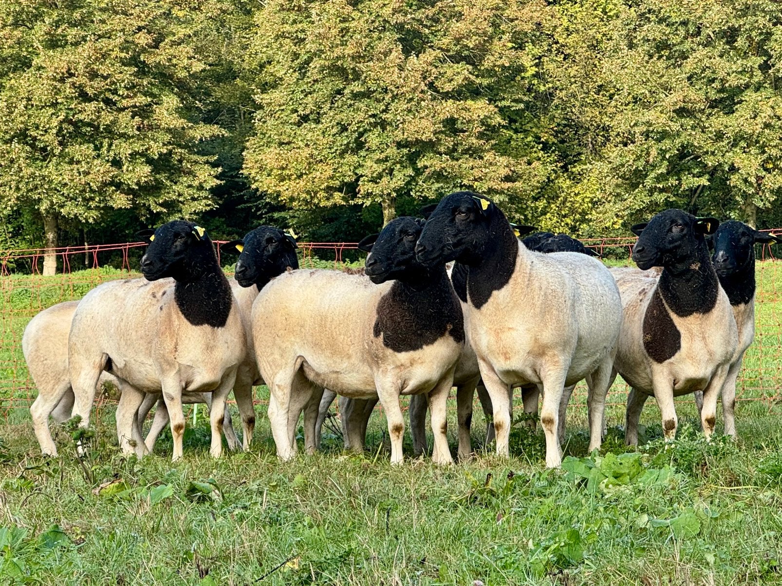 Dorper ooien, Dieren en Toebehoren, Vrouwelijk, Schaap, 0 tot 2 jaar