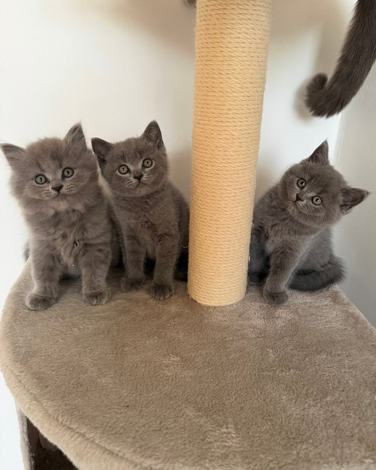 Britse korthaar / langhaar kittens, Dieren en Toebehoren, Meerdere dieren