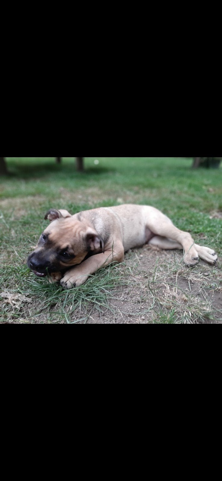 AMERCIAN BULLY X  MECHELSE HERDER PUPS, 15 weken tot 1 jaar, Meerdere, Meerdere dieren, Nederland