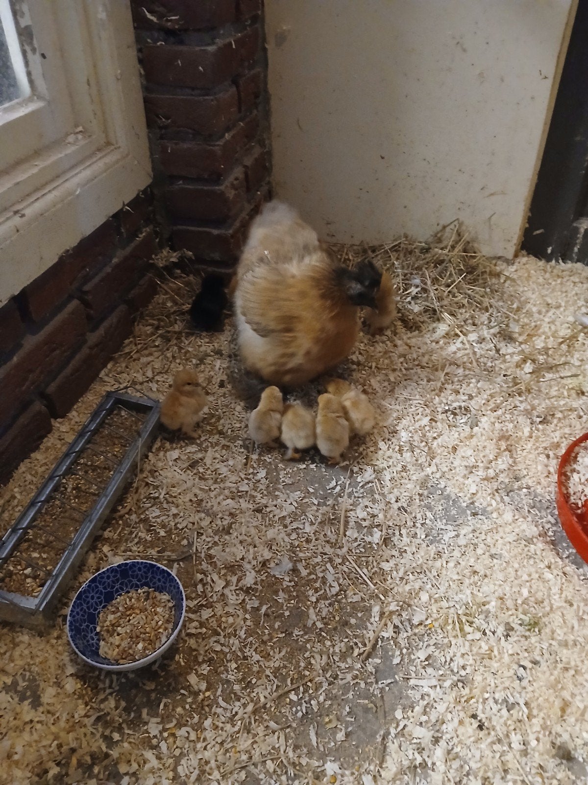 Zijdehoen hen/kloek met 10 kuikens, Meerdere dieren, Kip