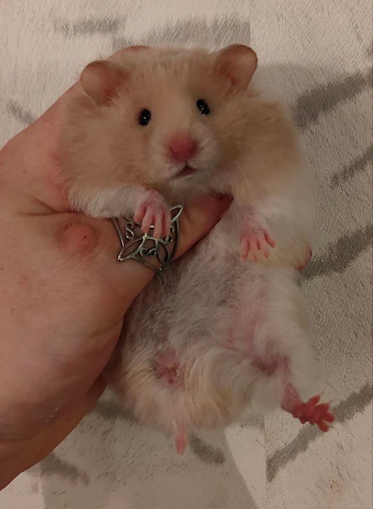 Jonge Syrische hamster/ goudhamsters Te Reserveren, Hamster, Maart, Vrouwelijk, Tam