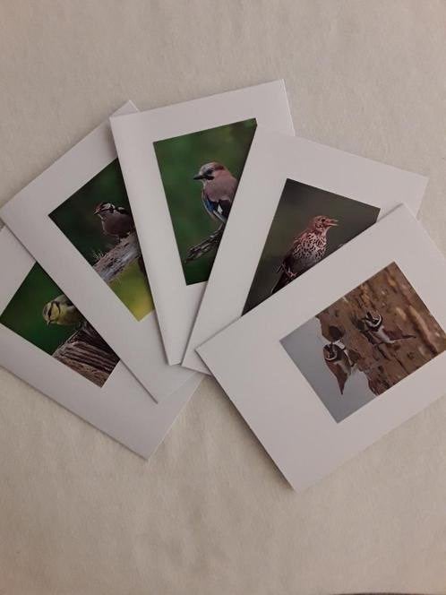 Set van 5 dubbele kaarten inclusief envelop. Thema vogels, Diversen, Verzenden, Nieuw