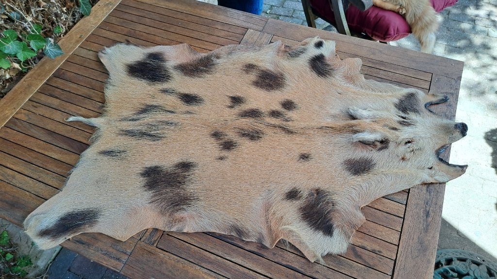 huid wild zwijn, Ophalen of Verzenden, Gebruikt, Wild dier, Opgezet dier
