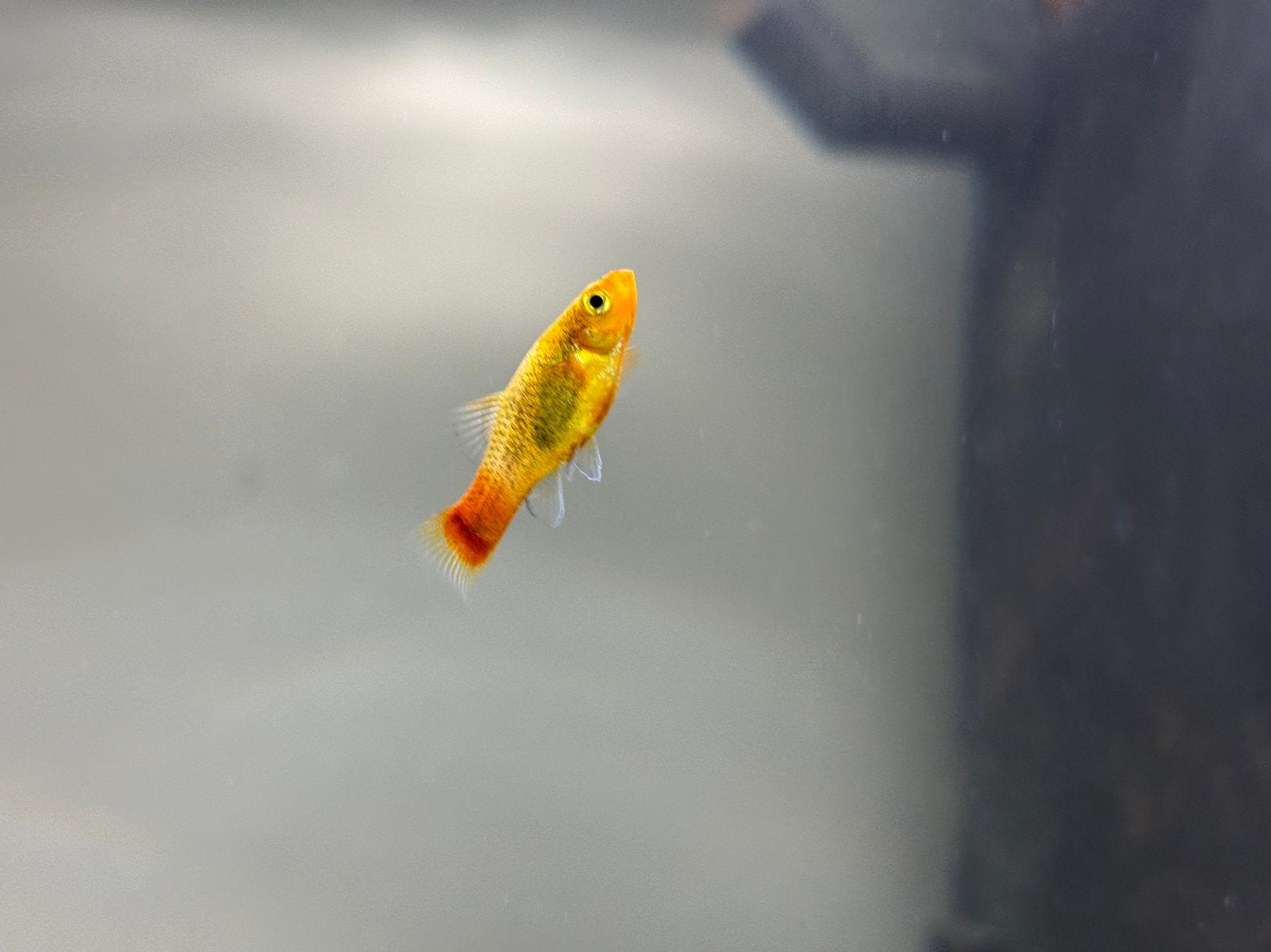 Platy vissen, Dieren en Toebehoren, Vis