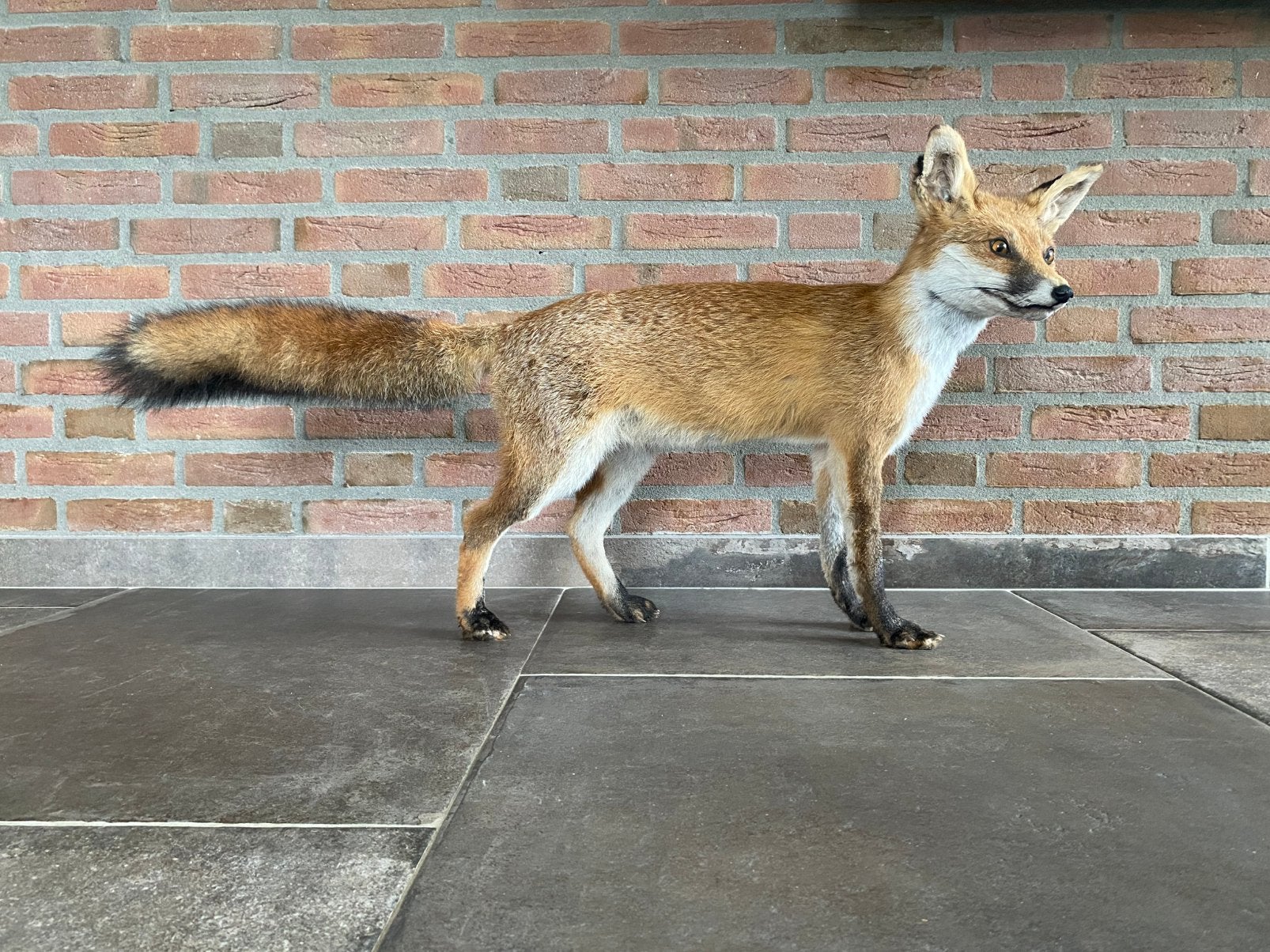 Opgezette vos., Ophalen of Verzenden, Nieuw, Wild dier, Opgezet dier