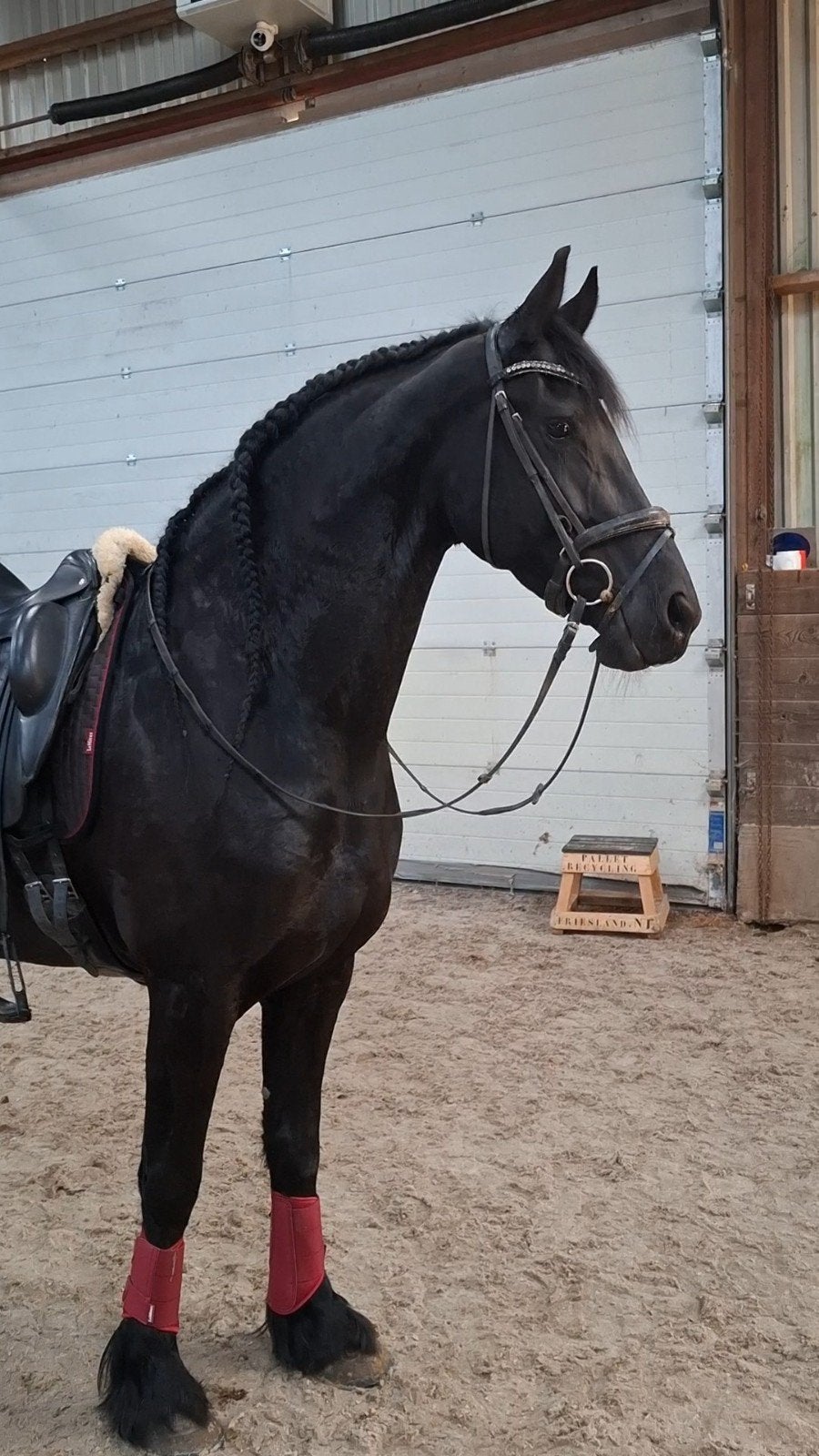 friese ster merrie vol papier, Merrie, Met stamboom, Dressuurpaard, L
