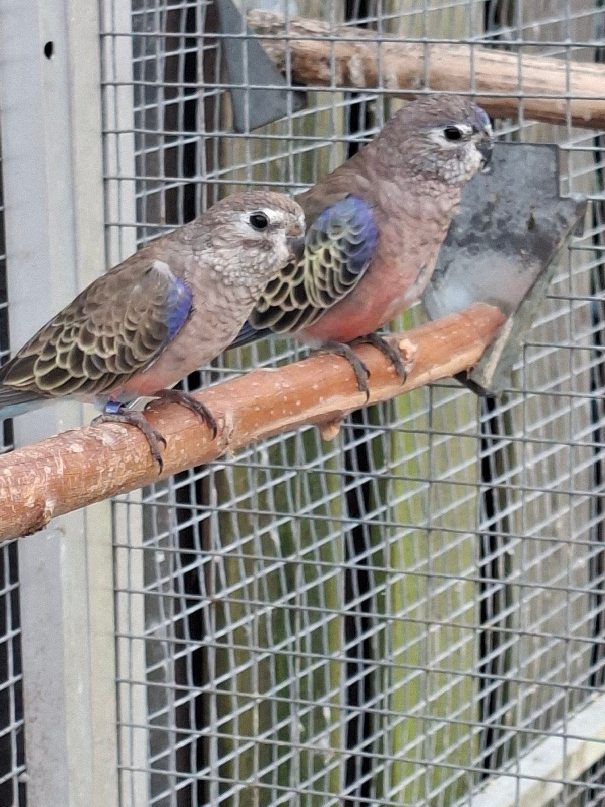 koppeltje bourksparkieten, Dieren en Toebehoren, Meerdere dieren, Parkiet