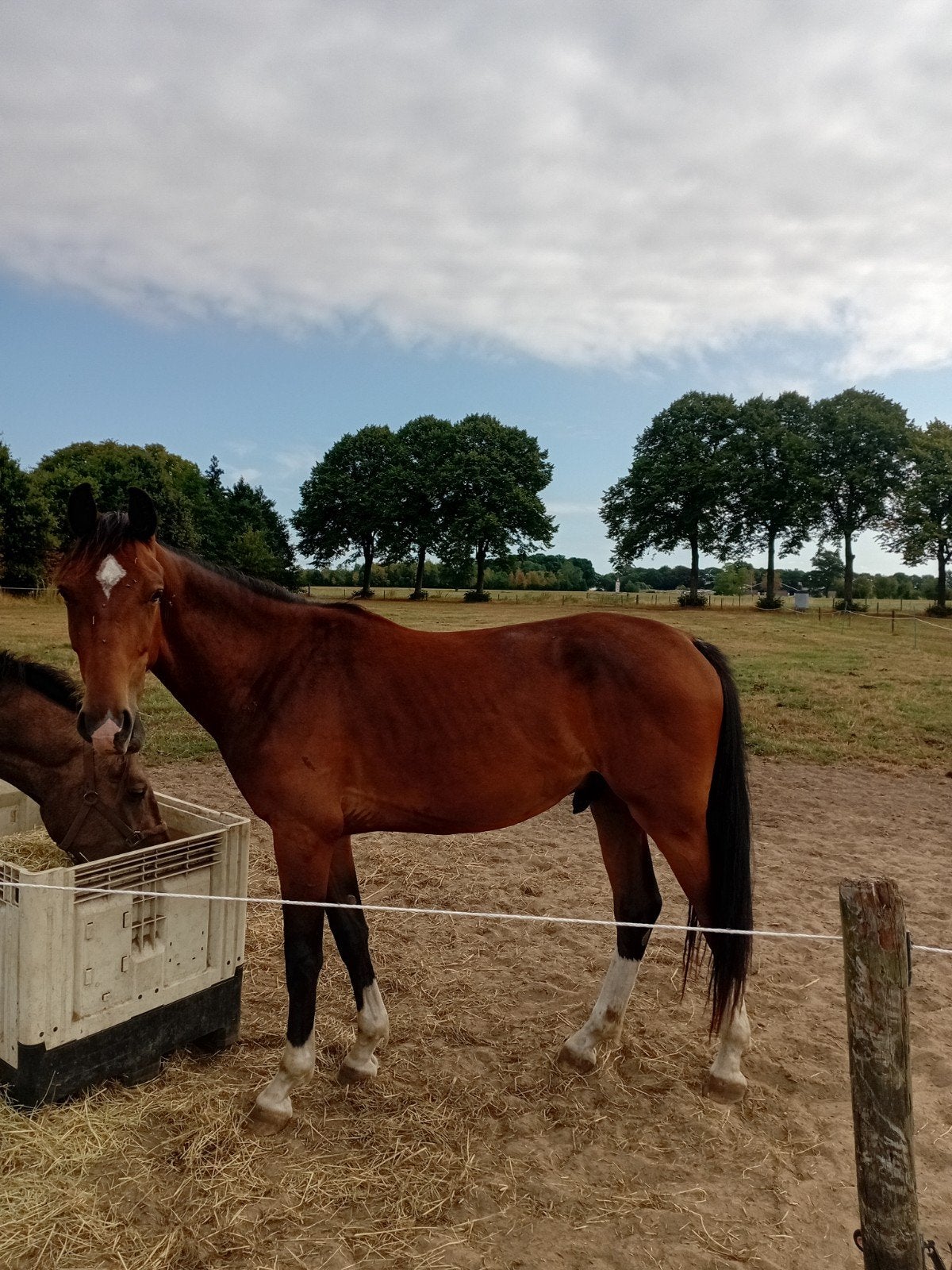 Leuke bijna  2 1/2 jarige  ruin, Dieren en Toebehoren, Ruin, 0 tot 2 jaar