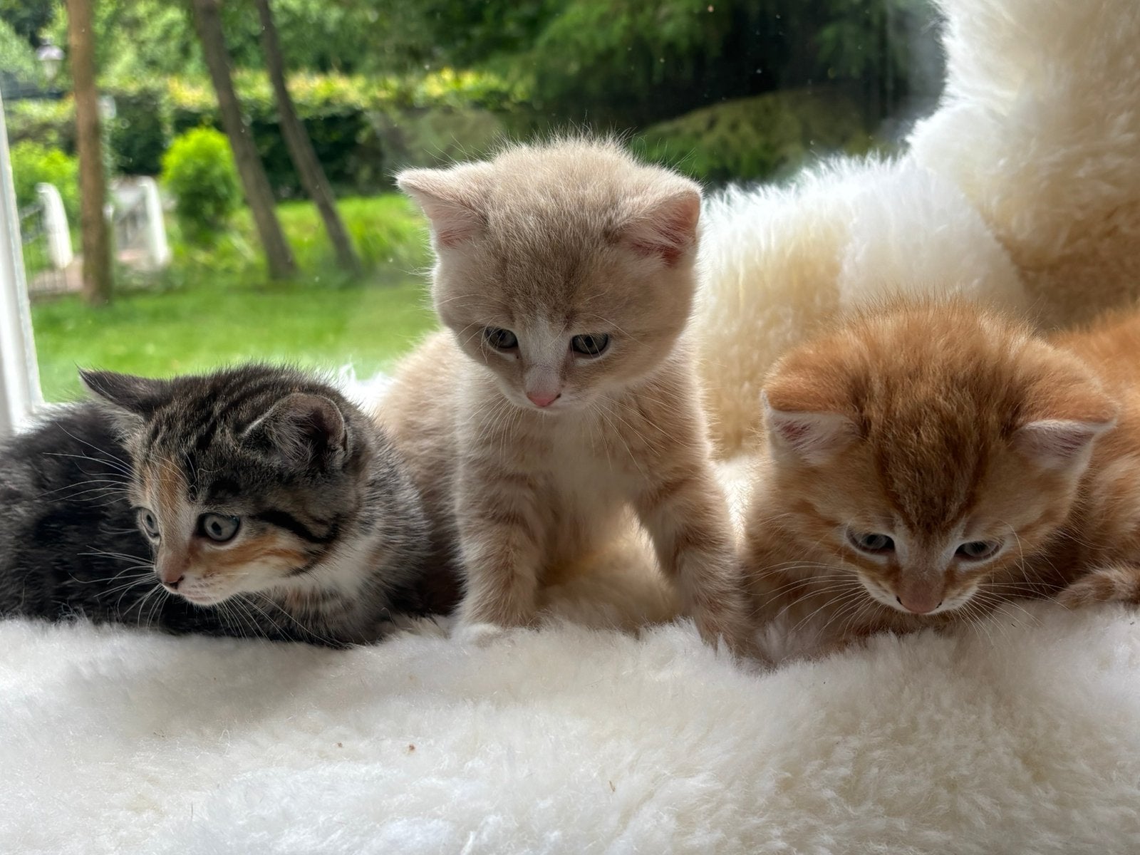 Prachtige lieve aanhalige rode kittens, Dieren en Toebehoren, Katten en Kittens | Overige Katten, Meerdere dieren