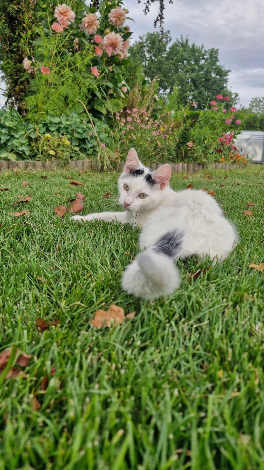 lieve kitten heel kindvriendelijk, Dieren en Toebehoren, Kater, Kortharig, 0 tot 2 jaar